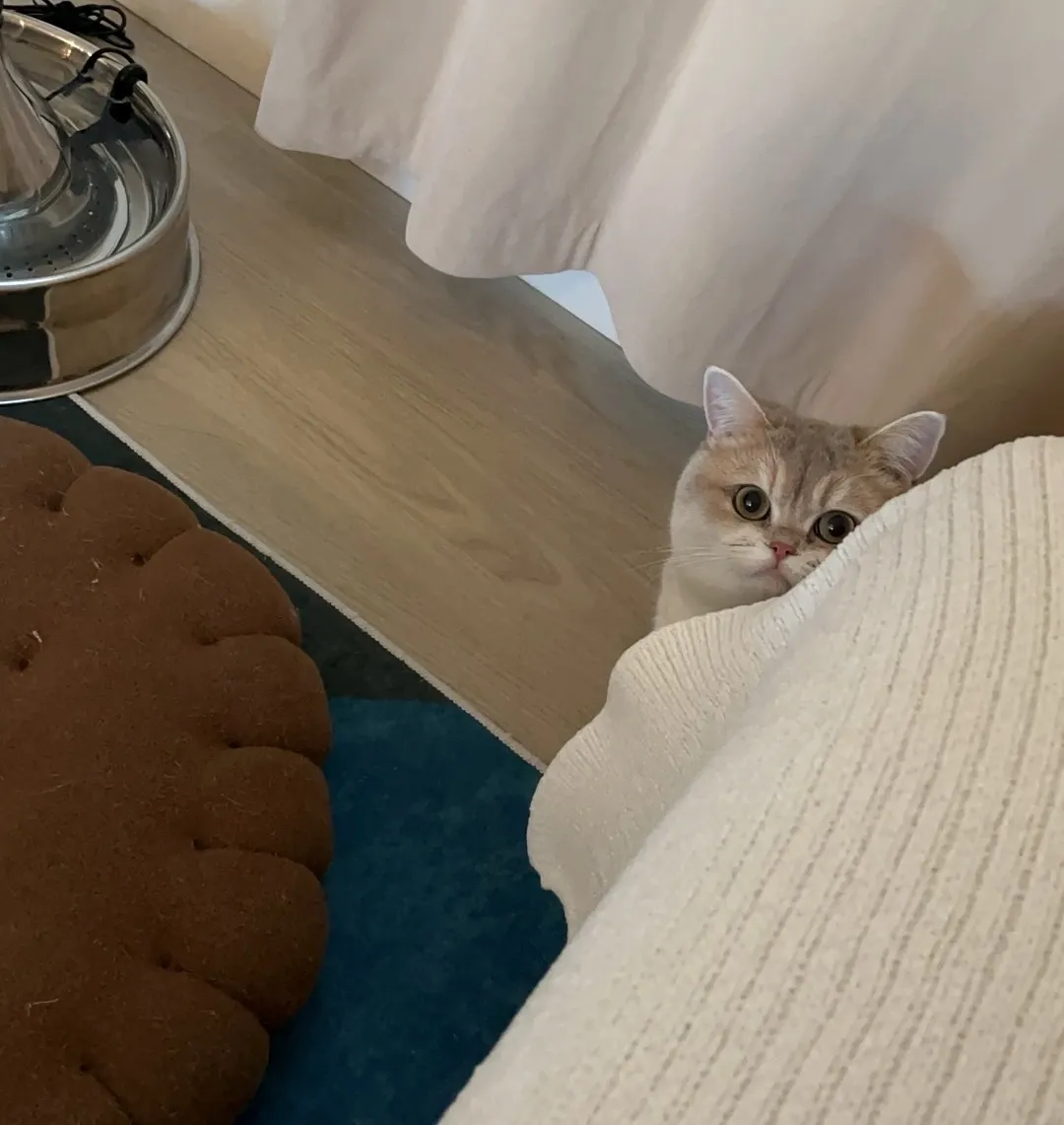 Akka, the British Shorthair